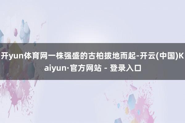 开yun体育网一株强盛的古柏拔地而起-开云(中国)Kaiyun·官方网站 - 登录入口